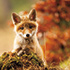 Very Cute Fox